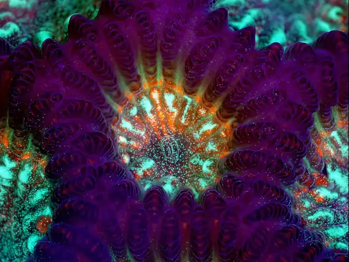 אלמוג חי בשם green brain coral. (אתר רשמי , James Nicholson, NOAA/NOS/NCCOS) אלמוג חי בשם green brain coral. (אתר רשמי , James Nicholson, NOAA/NOS/NCCOS)