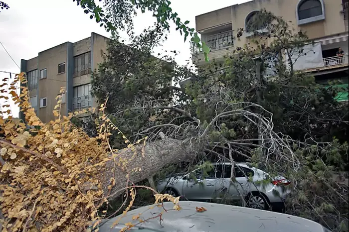 קריסת עץ בקריית אתא (יח"צ , שי וקנין) קריסת עץ בקריית אתא (יח"צ , שי וקנין)