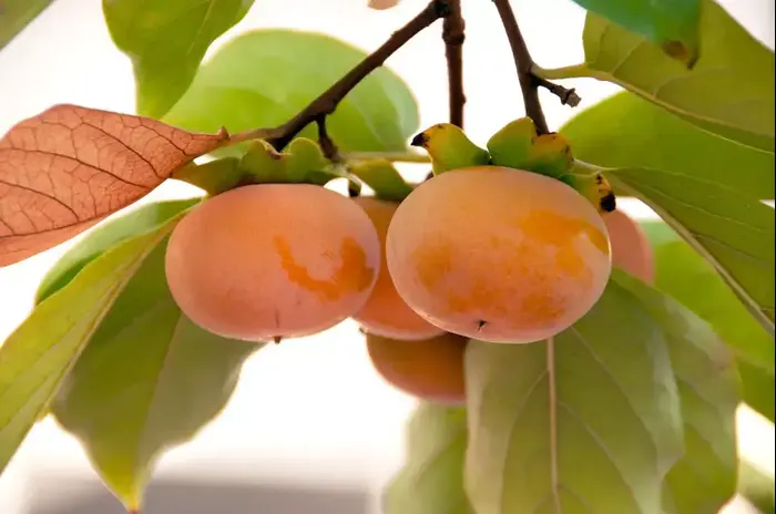 אפרסמון (ShutterStock) אפרסמון (ShutterStock)