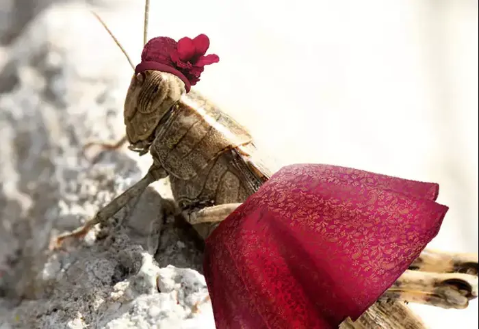 המלחמה של וואלה ZONE נגד הארבה (דייב שחר) המלחמה של וואלה ZONE נגד הארבה (דייב שחר)