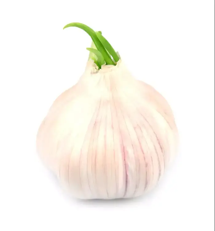 שום ירוק (ShutterStock) שום ירוק (ShutterStock)