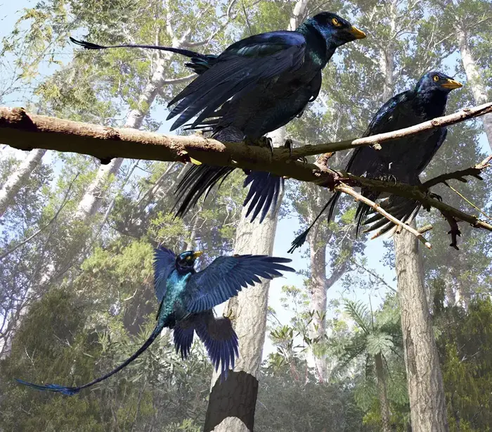 שחזור של הדינוזאור המכונף מיקרורפטור עם נוצות שחורות. איור: Jason Brougham/University of Texas (AP) שחזור של הדינוזאור המכונף מיקרורפטור עם נוצות שחורות. איור: Jason Brougham/University of Texas (AP)