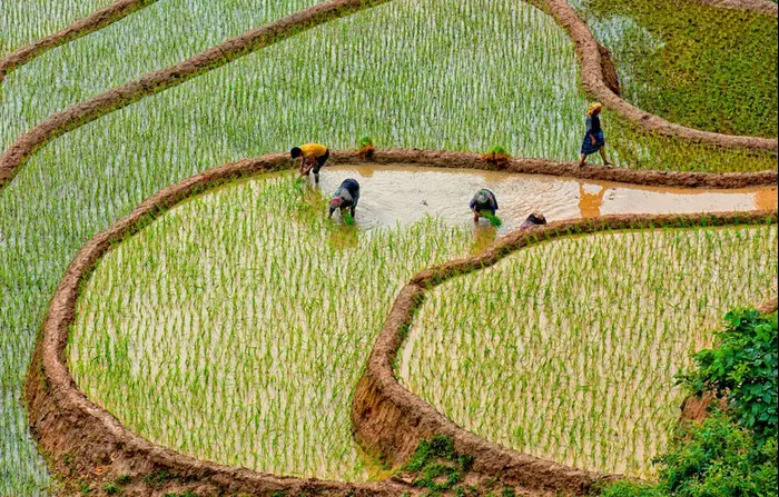 שדה אורז, לאוס (ShutterStock) שדה אורז, לאוס (ShutterStock)