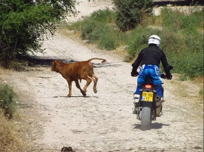 מבחן אופנוע שטח KTM אדוונצ'ר 1200 (קובי ליאני) מבחן אופנוע שטח KTM אדוונצ'ר 1200 (קובי ליאני)
