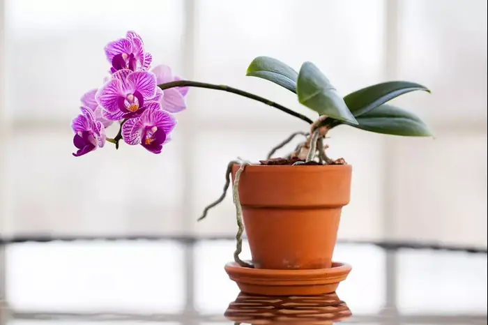 סחלבים בעציץ (ShutterStock) סחלבים בעציץ (ShutterStock)