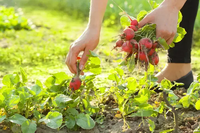 אילוסטרציה (ShutterStock) אילוסטרציה (ShutterStock)