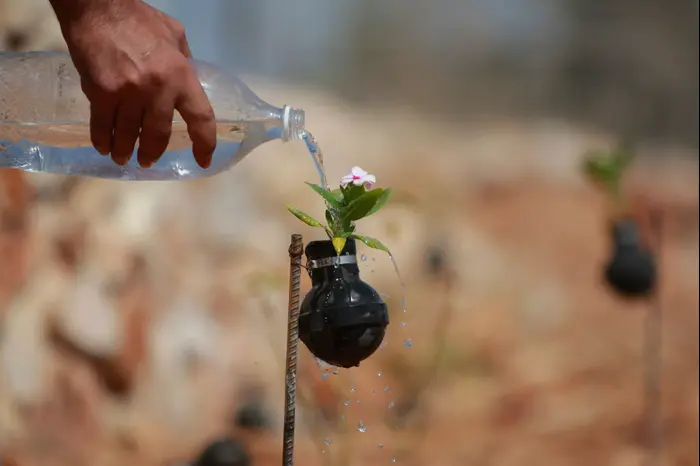 גן רימונים, בילעין, אוקטובר 2013 (AP) גן רימונים, בילעין, אוקטובר 2013 (AP)
