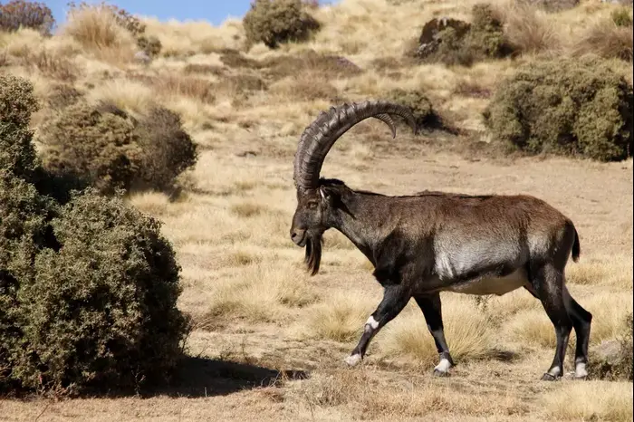 יעל, הרי סימיין, אתיופיה (ShutterStock)