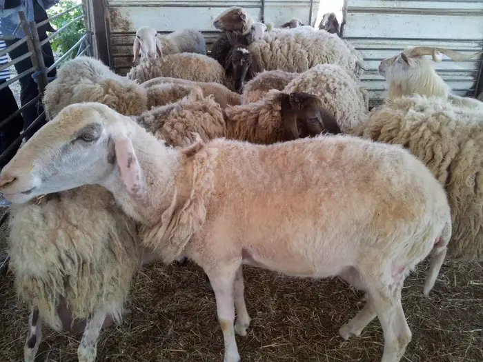 חוות הנקודה הכפרית איתמר (יח"צ , אריאלה אפללו) חוות הנקודה הכפרית איתמר (יח"צ , אריאלה אפללו)