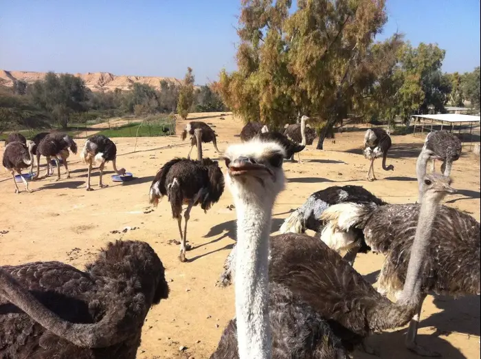 חוות אל היען חבל הבשור יענים (יח"צ , אלזה שורקין) חוות אל היען חבל הבשור יענים (יח"צ , אלזה שורקין)