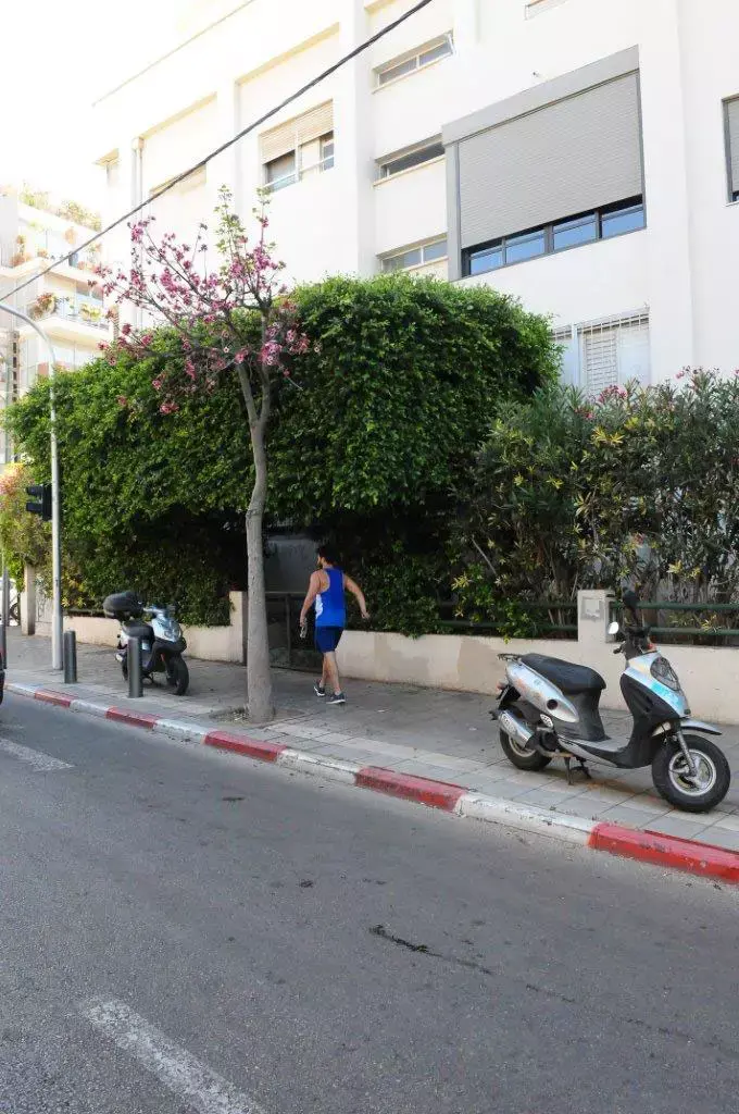יהודה לוי (ברק פכטר) יהודה לוי (ברק פכטר)