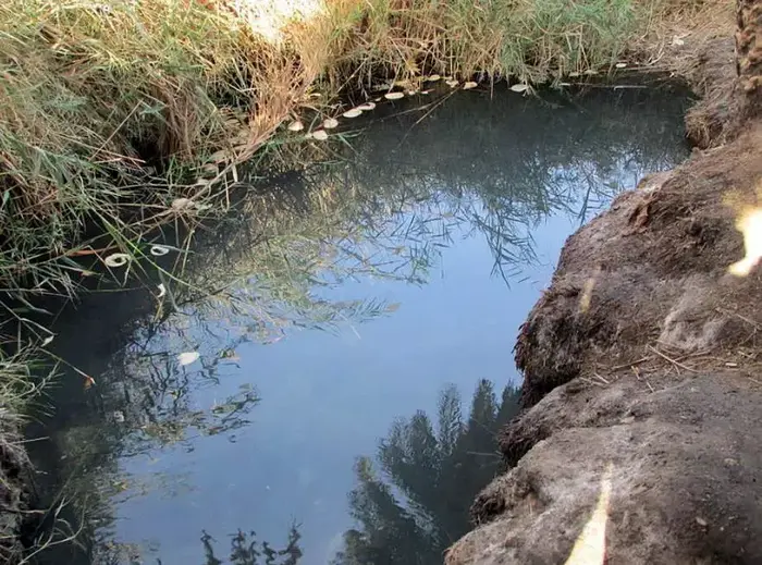 עין פלוטית (יח"צ , דר' אבישי טייכר (מתוך פיקיויקי)) עין פלוטית (יח"צ , דר' אבישי טייכר (מתוך פיקיויקי))