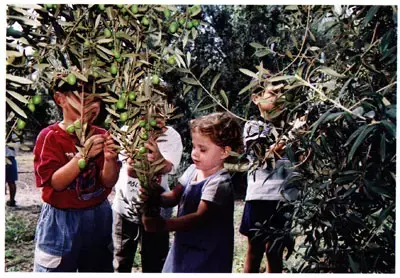 ילדים בכרם זיתים במרכז מבקרים בני דרום (יח"צ) ילדים בכרם זיתים במרכז מבקרים בני דרום (יח"צ)