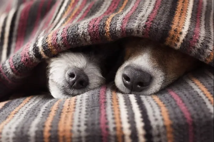 כלבים מתכרבלים בשמיכה (ShutterStock) כלבים מתכרבלים בשמיכה (ShutterStock)