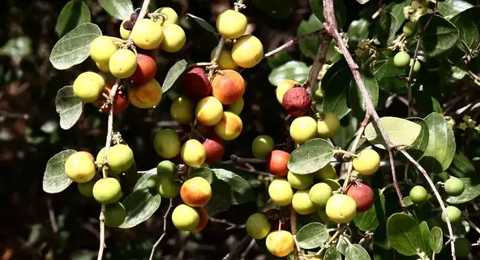 שיזף מצוי, או עץ הדומים (יח"צ , שרה גולד)