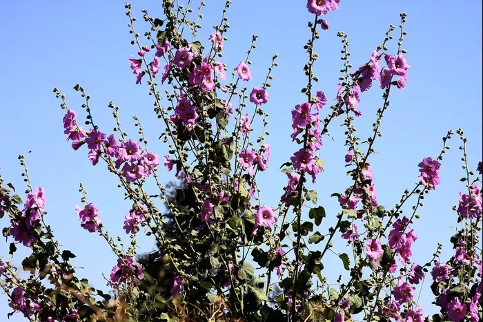 חטמית זיפנית (יח"צ , שרה גולד) חטמית זיפנית (יח"צ , שרה גולד)