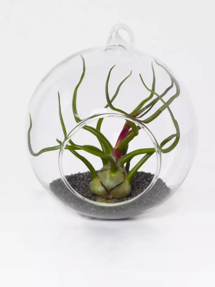 טטריום זכוכית עם צמח אוויר של AIR GARDEN, 175-201 שקל (מערכת וואלה! NEWS , יניר שני)