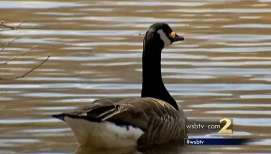 אווז חי כשתקוע לו חץ בראש (צילום מסך , wsbtv.com2) אווז חי כשתקוע לו חץ בראש (צילום מסך , wsbtv.com2)