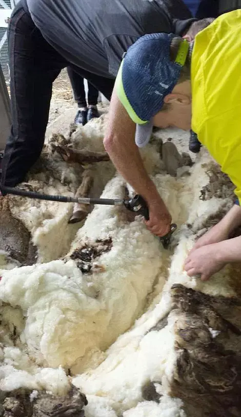 הכבש בדרך למייקאובר (יח"צ) הכבש בדרך למייקאובר (יח"צ)