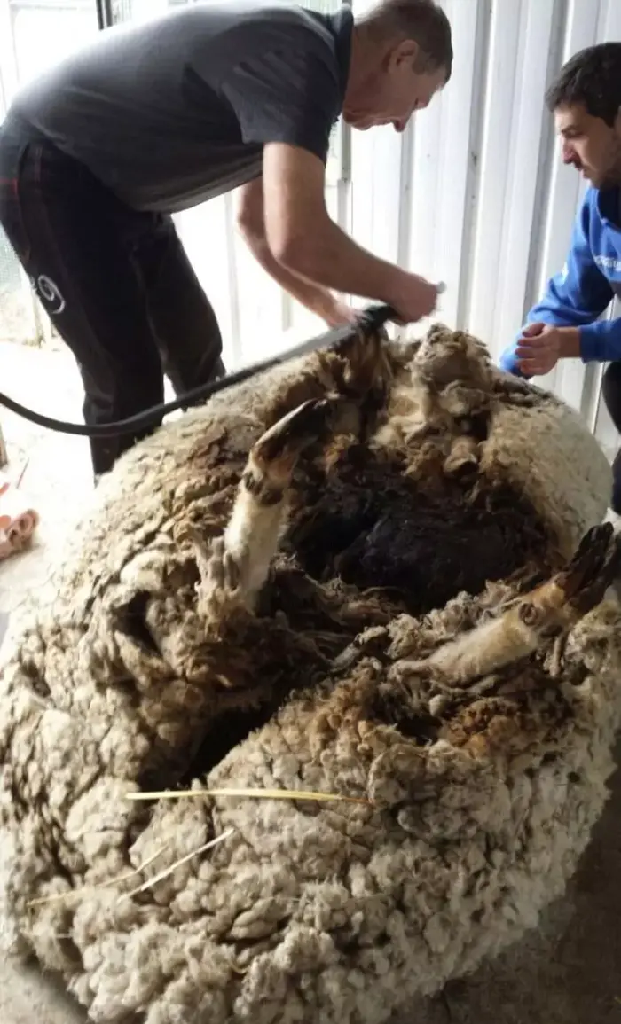 הכבש נפטר מהצמר (יח"צ , RSPCA/Tammy Ven Dange) הכבש נפטר מהצמר (יח"צ , RSPCA/Tammy Ven Dange)