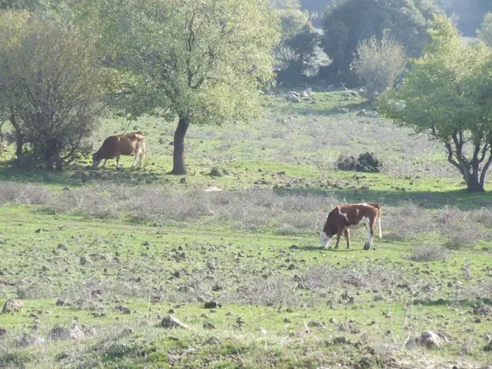 יער אודם (מערכת וואלה! NEWS , איל שפירא) יער אודם (מערכת וואלה! NEWS , איל שפירא)