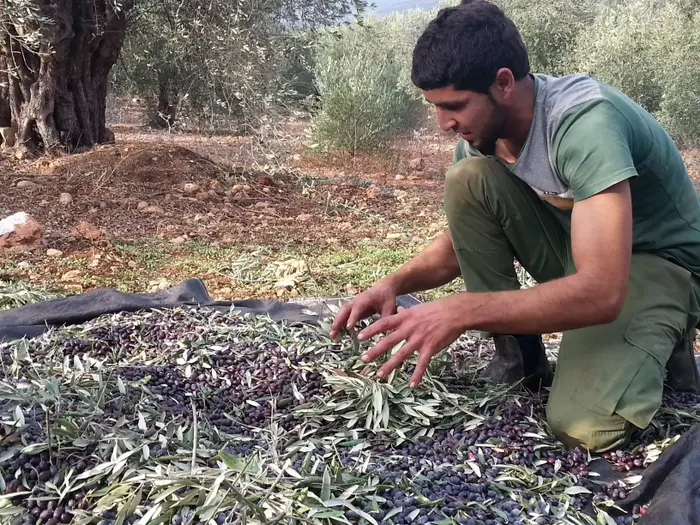 מסיק זיתים (מערכת וואלה! NEWS , זיו ריינשטיין)