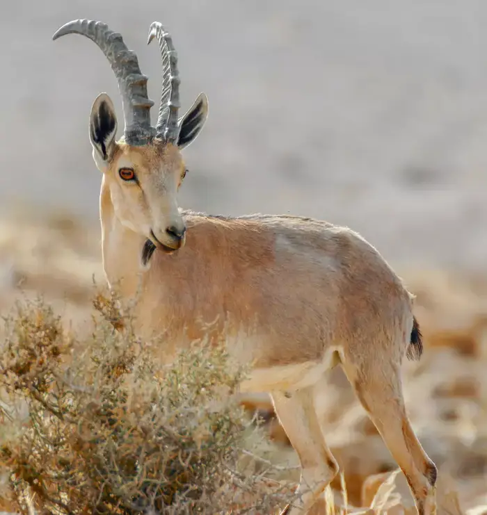 צבי (ShutterStock) צבי (ShutterStock)