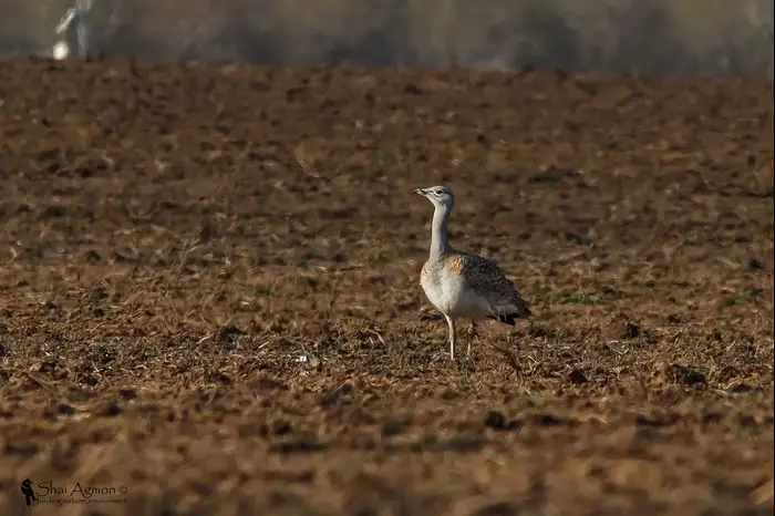 חובה גדולה נצפתה בעמק יזרעאל, סמוך לאגם ברוך. דצמבר 2015 (מערכת וואלה! NEWS , שי אגמון, צפרות טבע סביבה) חובה גדולה נצפתה בעמק יזרעאל, סמוך לאגם ברוך. דצמבר 2015 (מערכת וואלה! NEWS , שי אגמון, צפרות טבע סביבה)