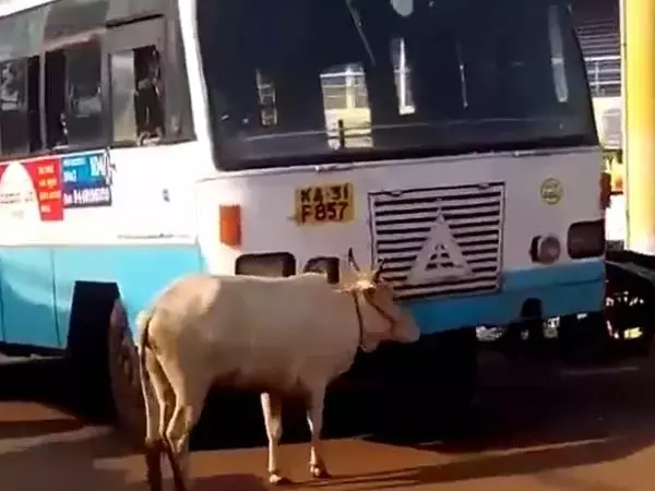 פרה חוסמת אוטובוס (צילום מסך) פרה חוסמת אוטובוס (צילום מסך)