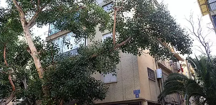 דירה בצפון הישן בתל אביב (גלובס , איל יצהר) דירה בצפון הישן בתל אביב (גלובס , איל יצהר)