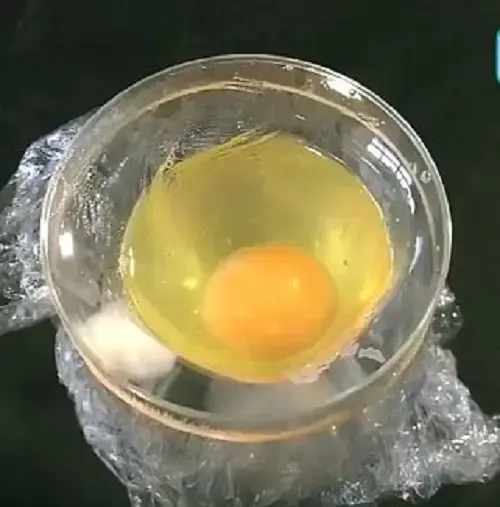 אפרוח יוצא מהביצה בלי שבירת הקליפה (צילום מסך) אפרוח יוצא מהביצה בלי שבירת הקליפה (צילום מסך)