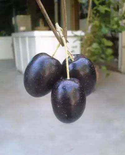 זית מזן פיקואל (יח"צ , באדיבות חוות עץ השדה)
