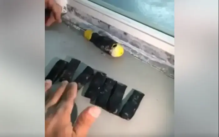 טלפונים סלולריים מוברחים לכלא (מערכת וואלה! NEWS , דוברות שב"ס) טלפונים סלולריים מוברחים לכלא (מערכת וואלה! NEWS , דוברות שב"ס)