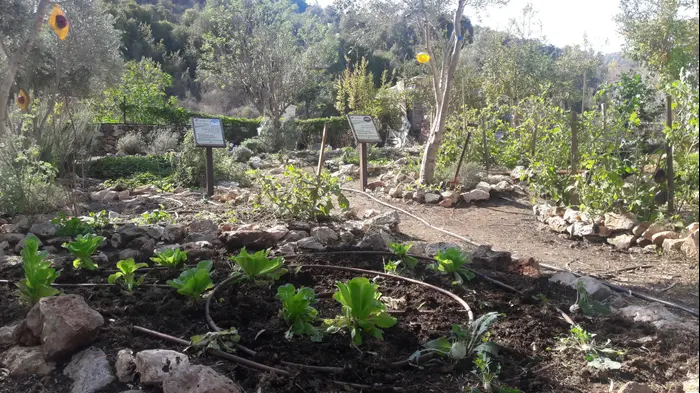 גינה אקולוגית אורגנית בוסתן תום כרם מהר"ל (מערכת וואלה! NEWS , זיו ריינשטיין)