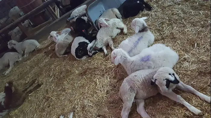 אדיר חדד חקלאי צעיר שטלאיו נגנבו, 7 במרץ 2017 (מערכת וואלה! NEWS) אדיר חדד חקלאי צעיר שטלאיו נגנבו, 7 במרץ 2017 (מערכת וואלה! NEWS)