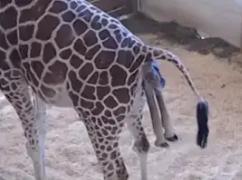 לידה של ג'ירפה (צילום מסך , Animal Adventure Park)