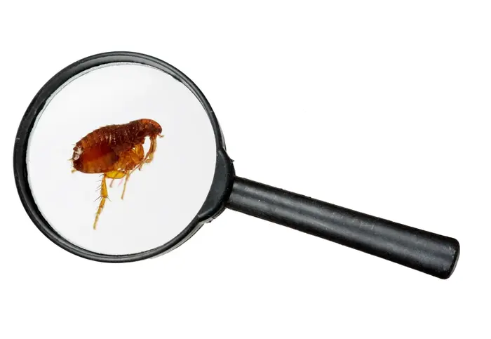 לידור כימיקלים (ShutterStock) לידור כימיקלים (ShutterStock)