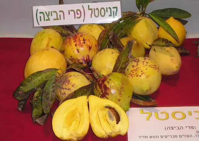 פרי הביצה (יח"צ) פרי הביצה (יח"צ)