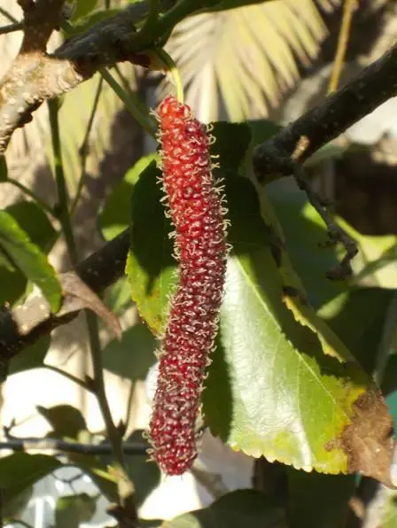 תות פקיסטני (יח"צ) תות פקיסטני (יח"צ)