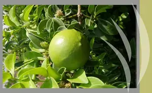 תפוז הקופים (יח"צ) תפוז הקופים (יח"צ)