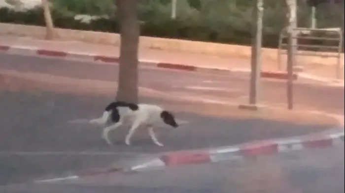 להקות כלבים משוטטים בבית שמש (מערכת וואלה! NEWS) להקות כלבים משוטטים בבית שמש (מערכת וואלה! NEWS)