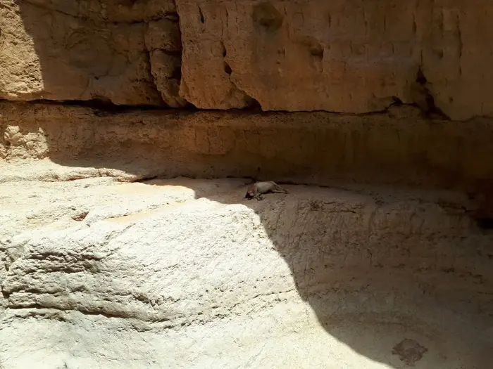 אותרו שתי גופות יעלים נוספות בנחל אשלים שבנגב, 15 ביולי 2017 (רשות הטבע והגנים , ג'ורג' נורקין רשות הטבע והגנים) אותרו שתי גופות יעלים נוספות בנחל אשלים שבנגב, 15 ביולי 2017 (רשות הטבע והגנים , ג'ורג' נורקין רשות הטבע והגנים)