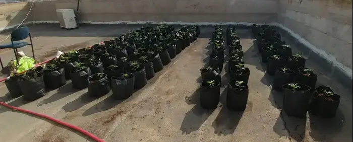 שתילי מריחואנה שאותרו על גג בית ספר תיכון בלקיה, 17 בספטמבר 2017 (מערכת וואלה! NEWS , ללא קרדיט) שתילי מריחואנה שאותרו על גג בית ספר תיכון בלקיה, 17 בספטמבר 2017 (מערכת וואלה! NEWS , ללא קרדיט)
