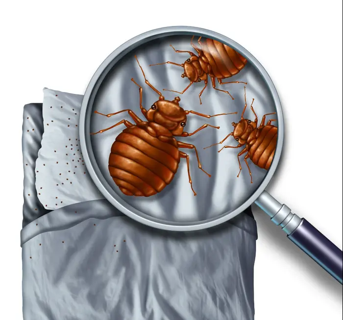 פשפש חדר מלון (מערכת וואלה! NEWS , Shutterstock)