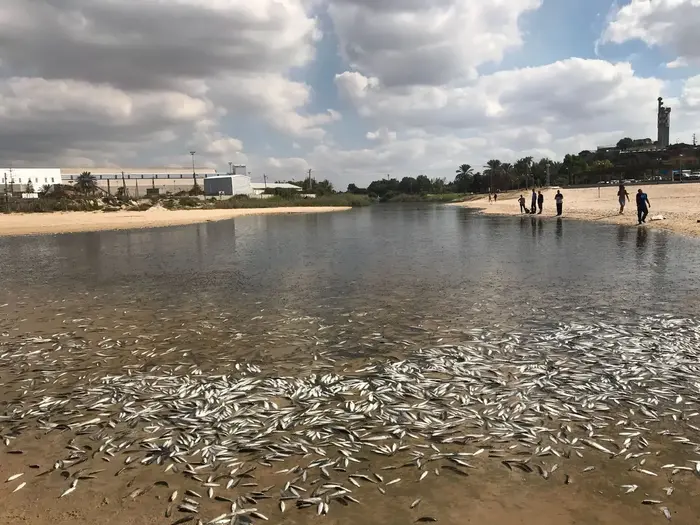 זיהום חמור בנחל לכיש בעקבות הזרמת חומרים כימיים (מערכת וואלה! NEWS , עיריית אשדוד) זיהום חמור בנחל לכיש בעקבות הזרמת חומרים כימיים (מערכת וואלה! NEWS , עיריית אשדוד)