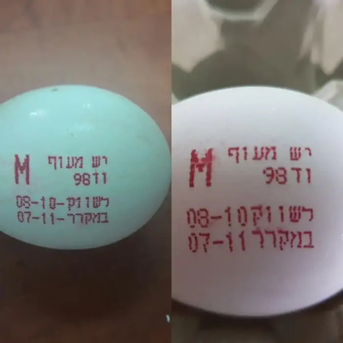 ביצה מזוייפת וביצה לא מזוייפת יש מעוף (מערכת וואלה! NEWS) ביצה מזוייפת וביצה לא מזוייפת יש מעוף (מערכת וואלה! NEWS)