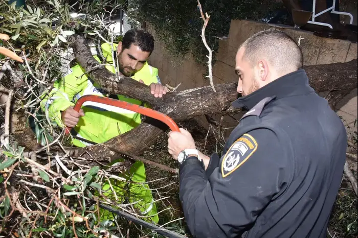 צוותי בזק בסיוע שוטרים פועלים לניסור עץ שקרס על עמוד תקשורת בחדרה, 5 בינואר 2018 (מערכת וואלה! NEWS , דוברות המשטרה) צוותי בזק בסיוע שוטרים פועלים לניסור עץ שקרס על עמוד תקשורת בחדרה, 5 בינואר 2018 (מערכת וואלה! NEWS , דוברות המשטרה)