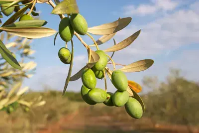 זיתים על ענף (ShutterStock) זיתים על ענף (ShutterStock)