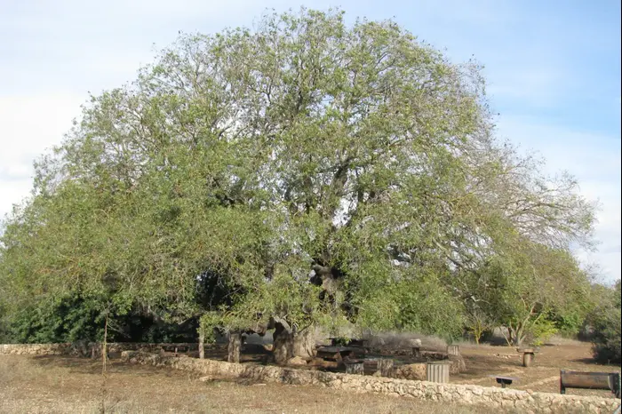 עץ אלה אטלנטית עתיק ליד מלכיה חניון האלה (מערכת וואלה! NEWS , ישראל גלון) עץ אלה אטלנטית עתיק ליד מלכיה חניון האלה (מערכת וואלה! NEWS , ישראל גלון)