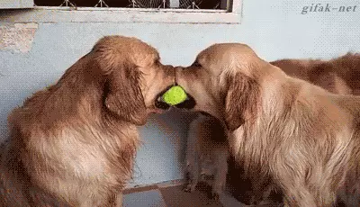 גיף כלבים רבים על כדור טניס (Giphy) גיף כלבים רבים על כדור טניס (Giphy)